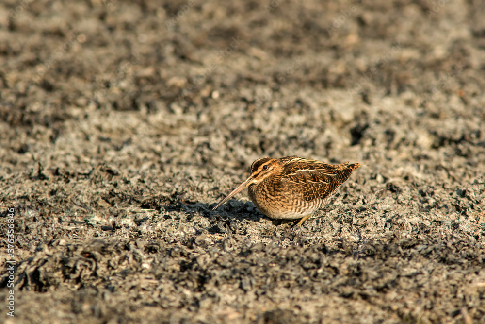 Small wader- common snipe (Gallinago gallinago) looking for food during migration on a beach filled with algae