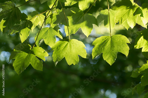 Sycamore maple (Acer pseudoplatanus) green leaves against bright sunlight in springtime