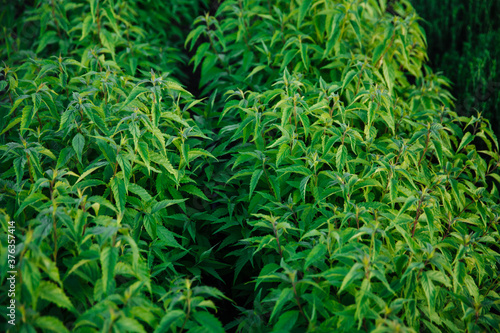 Growing organic mint. Green plants with leaves. Ecology natural concept.