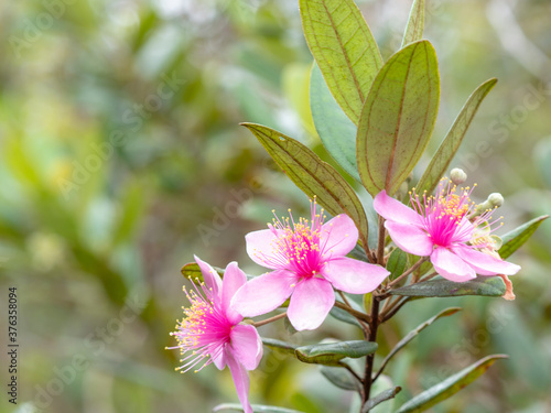 Melastoma malabathricum