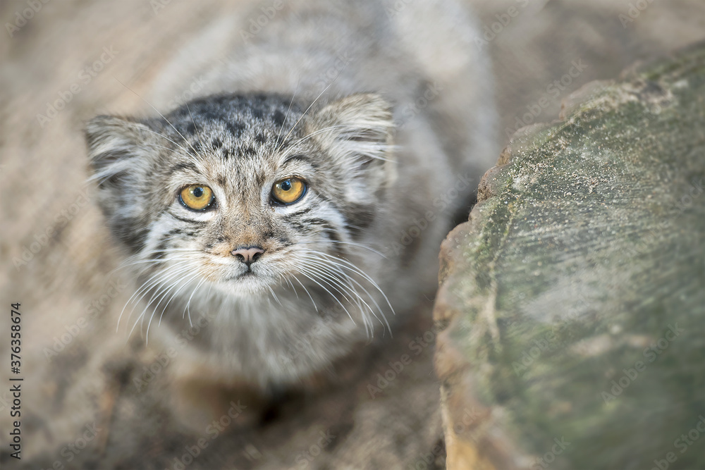 Obraz premium Pallas's cat (Otocolobus manul). Manul is living in the grasslands and montane steppes of Central Asia. Little cute baby manul. Learning process. Small wild kitten. First steps