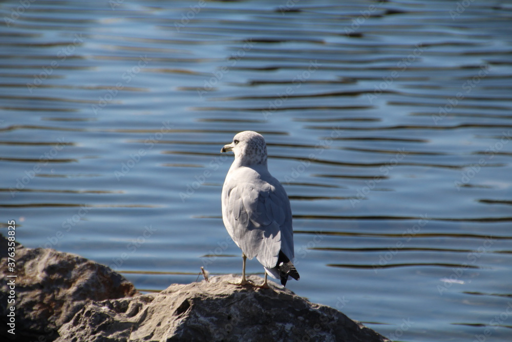 Seagull On The Rock, William Hawrelak Park, Edmonton, Alberta Seagull On The Rock, William Hawrelak Park, Edmonton, Alberta