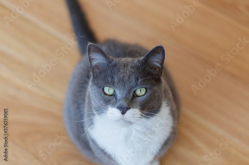 Gray tuxedo shorthair cat with wooden floor background, selective focus