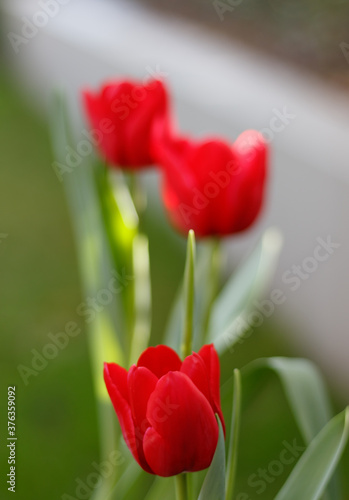 Red tulips -tulipa- in a suburban Sydney garden