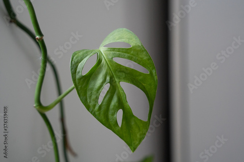 Monstera Monkey Leaf