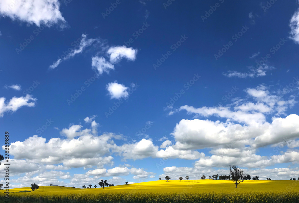 Obraz premium Beautiful view of yellow canola fields with blue sky on spring at Cowra nsw.