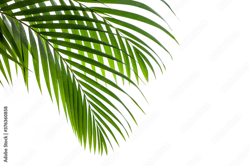 Fototapeta leaves of coconut isolated on white background, summer concept, flat lay