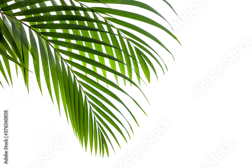 leaves of coconut isolated on white background, summer concept, flat lay