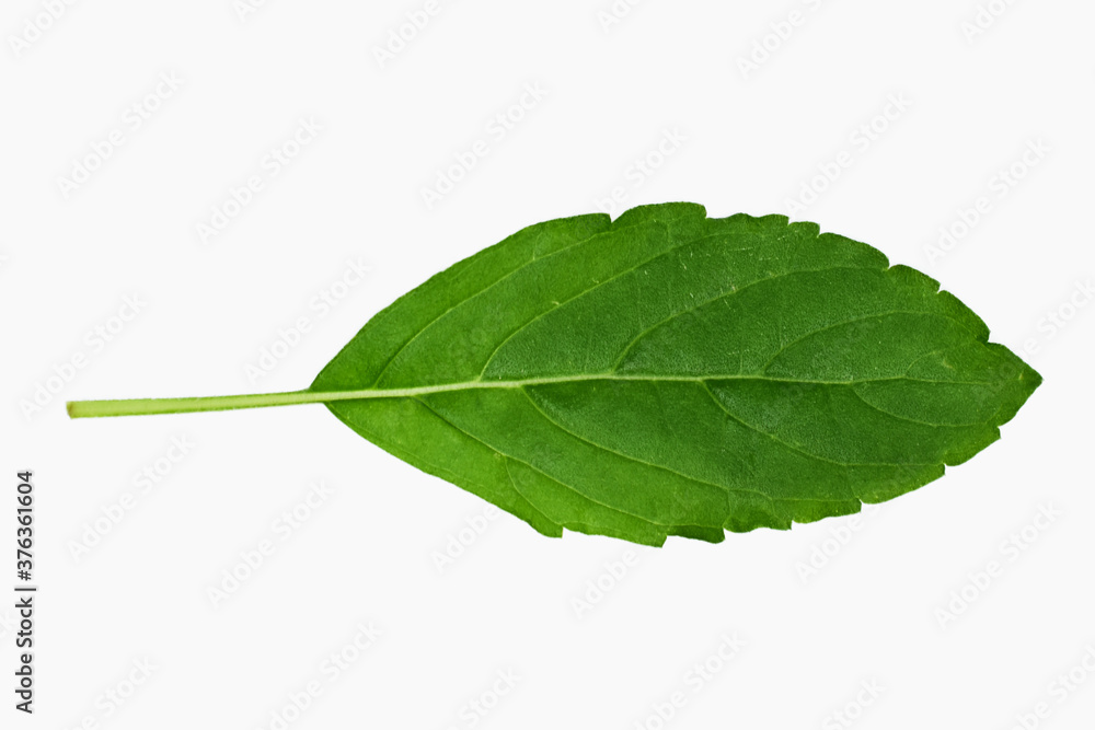 Closeup basil leaves on white background Closeup basil leaves on white background
