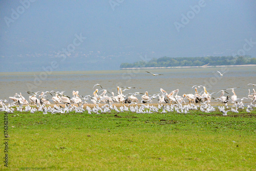 different birds at the lake 