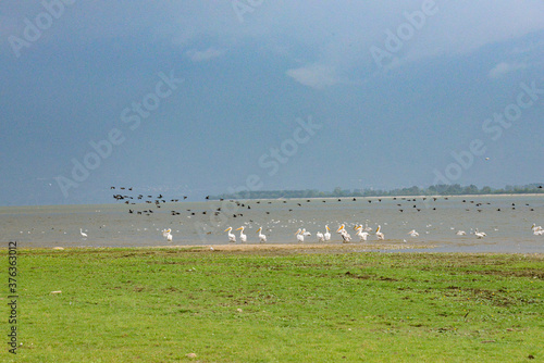 different birds at the lake 