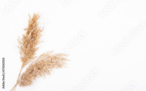 dry ears of shrubby grass isolated on a white background