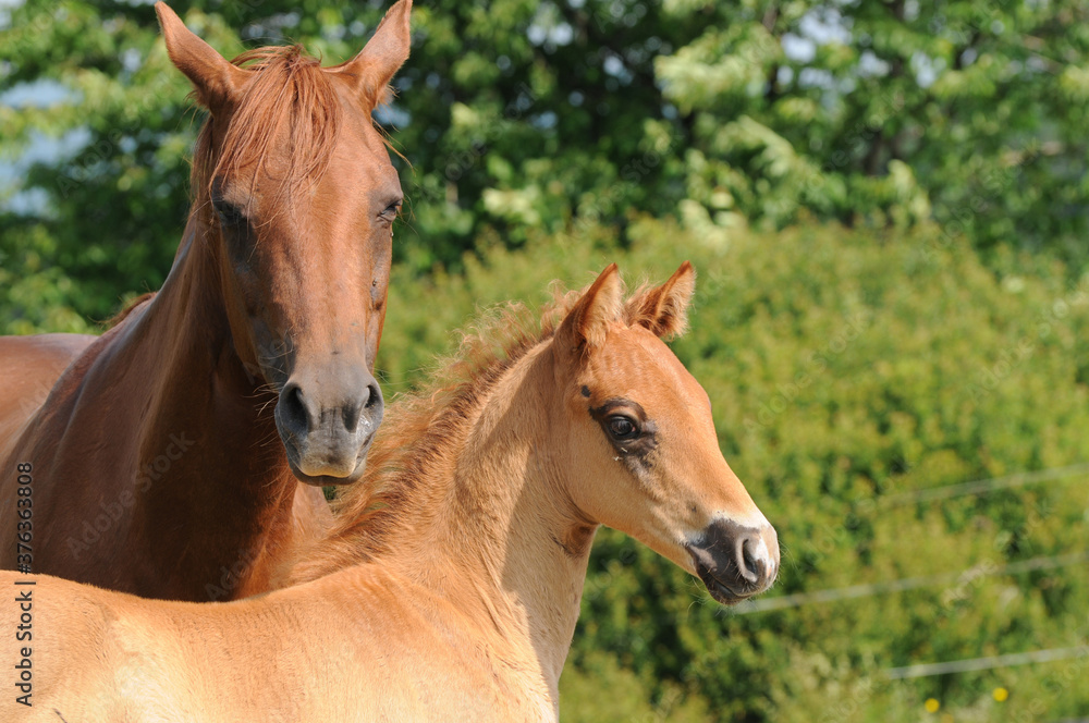 American Quarter Horse Stute und Fohlen American Quarter Horse Stute und Fohlen