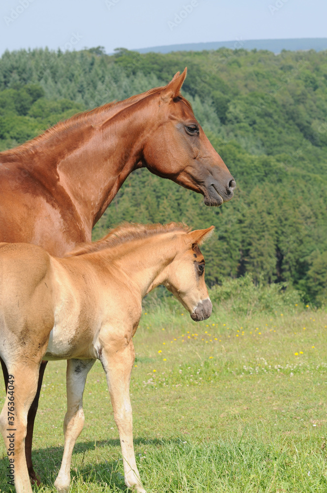 American Quarter Horse Stute und Fohlen