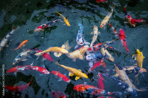 Fototapeta Naklejka Na Ścianę i Meble -  Koi Carps Swimming In The Pond