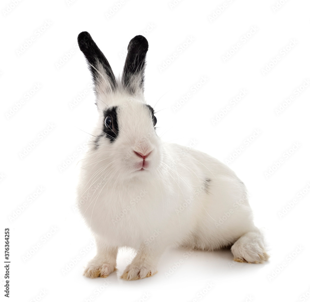 English Spot rabbit English Spot rabbit