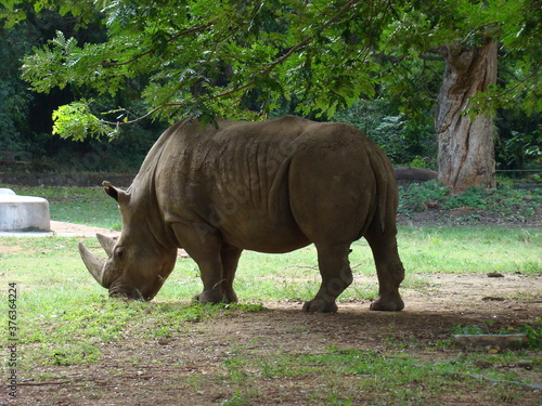 rhino in the zoo