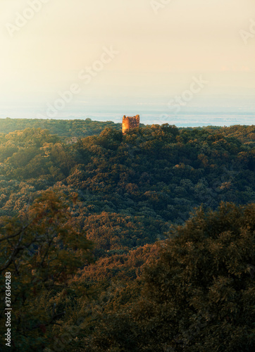 Green forest  old medieval fortress on the hill. Nature details  forest background