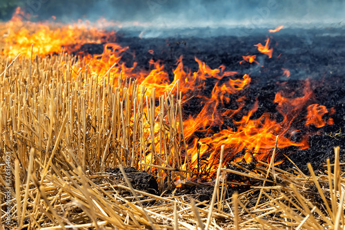 Wildfire on wheat field stubble after harvesting near forest. Burning dry grass meadow due arid climate change hot weather and evironmental pollution. Soil enrichment with natural ash fertilizer