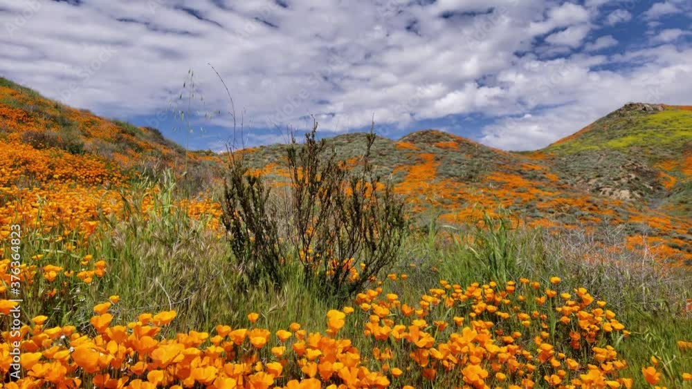 Beautiful flower poppy fields in california Beautiful flower poppy fields in california
