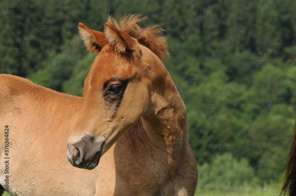 Obraz premium American Quarter Horse Fohlen