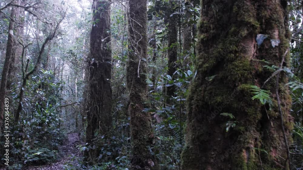 Panning and tilt shot from behind tree, revealing dense Kokoda jungle Panning and tilt shot from behind tree, revealing dense Kokoda jungle
