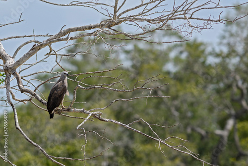 Grey-headed Fish-eagle - Ichthyophaga ichthyaetus, large gray and brown eagle from Asian woodlands and fresh waters, Sri Lanka. photo