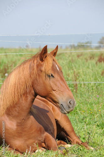 American Quarter Horse Jährlinge © lichtreflexe