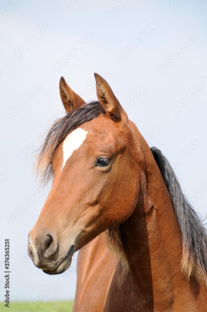 Fototapeta premium American Quarter Horse roczniaków
