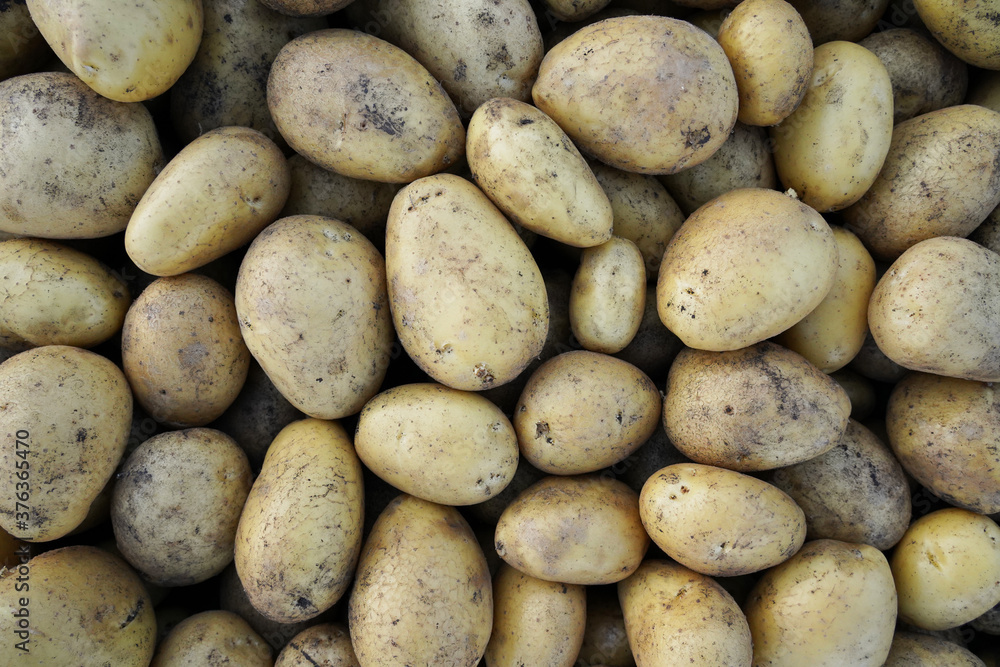 Yellow potato background with pieces of land Yellow potato background with pieces of land