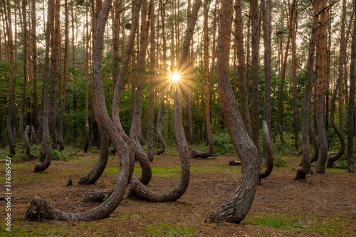 Mysterious forest with curved pines near Gryfino in Poland