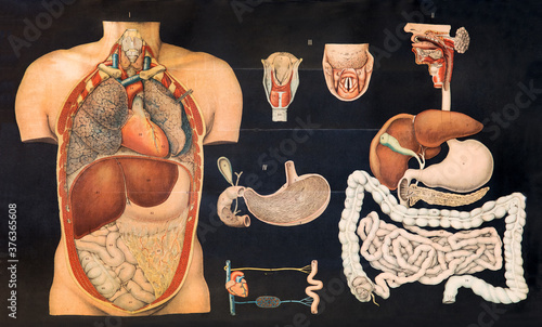 Slika na platnu Old vintage chart of internal human anatomy
