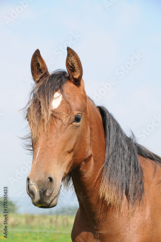 Fototapeta Naklejka Na Ścianę i Meble -  American Quarter Horse Jährlinge
