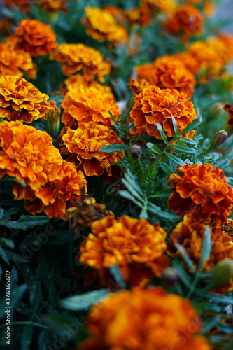 Orange flowers in the garden