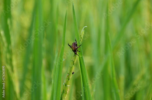 the small orange color weevil insect hold on paddy plant leaves.