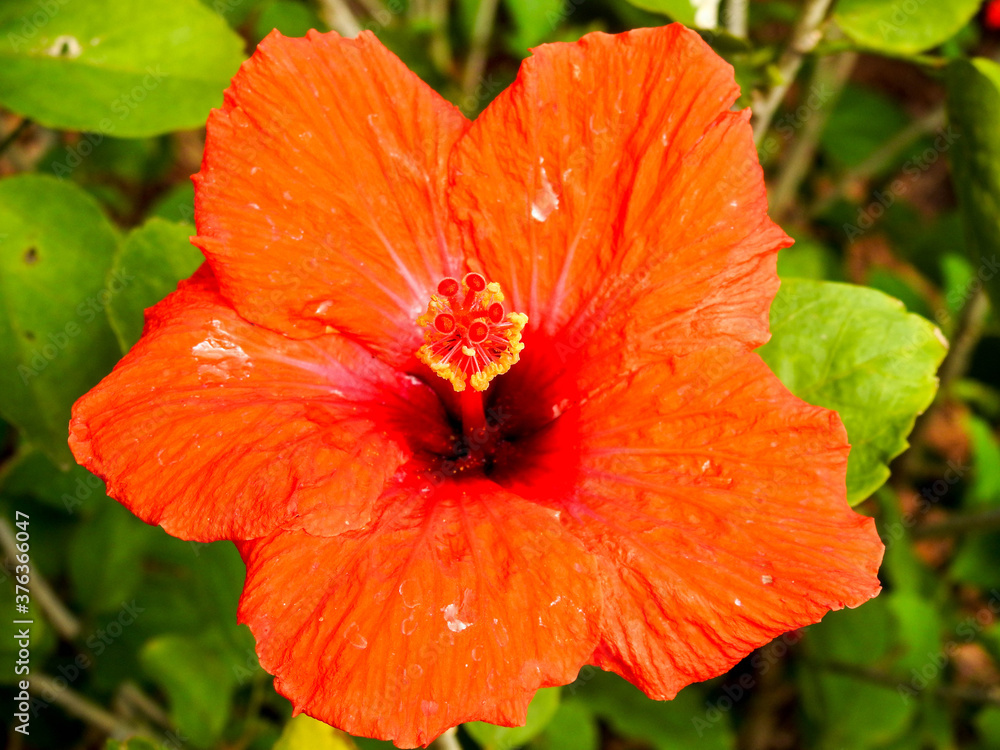 Orange hibiscus in a botanical garden in Florida Orange hibiscus in a botanical garden in Florida