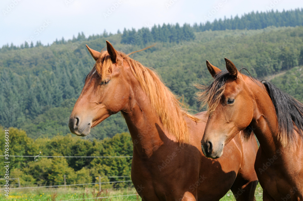 American Quarter Horse Jährlinge American Quarter Horse Jährlinge