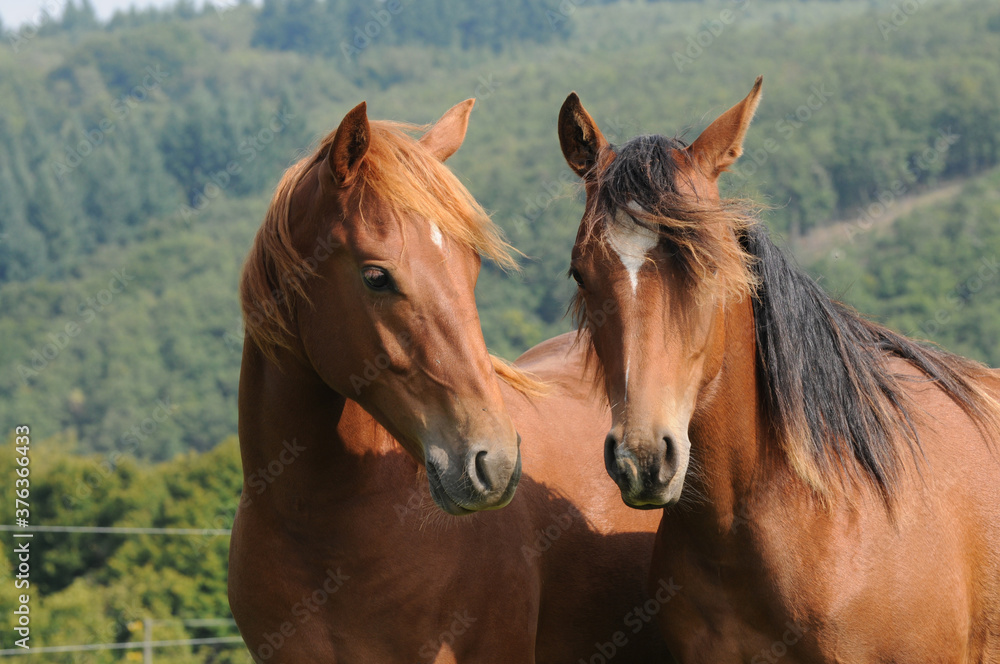 Fototapeta premium American Quarter Horse roczniaków