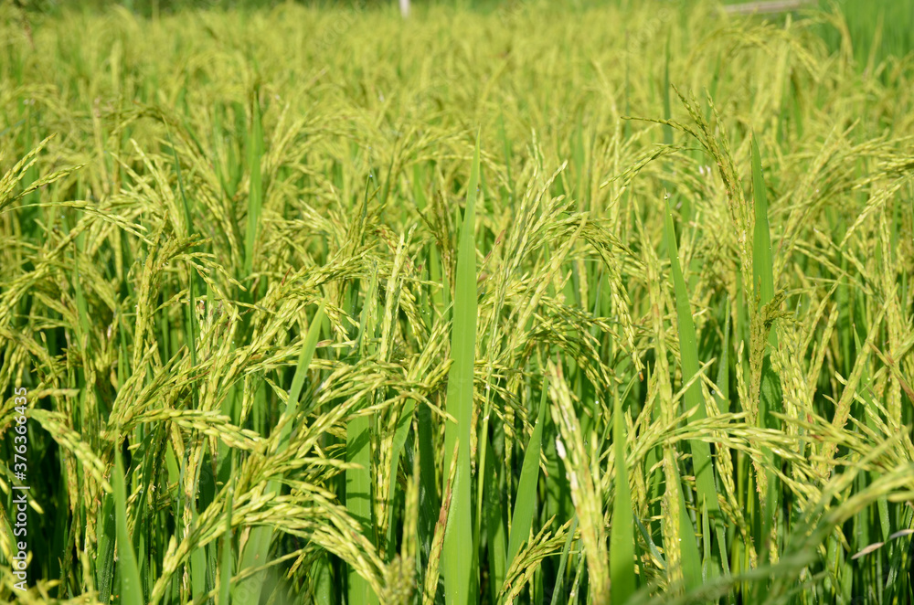 the green ripe paddy plant grains in the season. the green ripe paddy plant grains in the season.