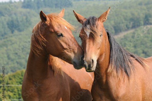 American Quarter Horse Jährlinge