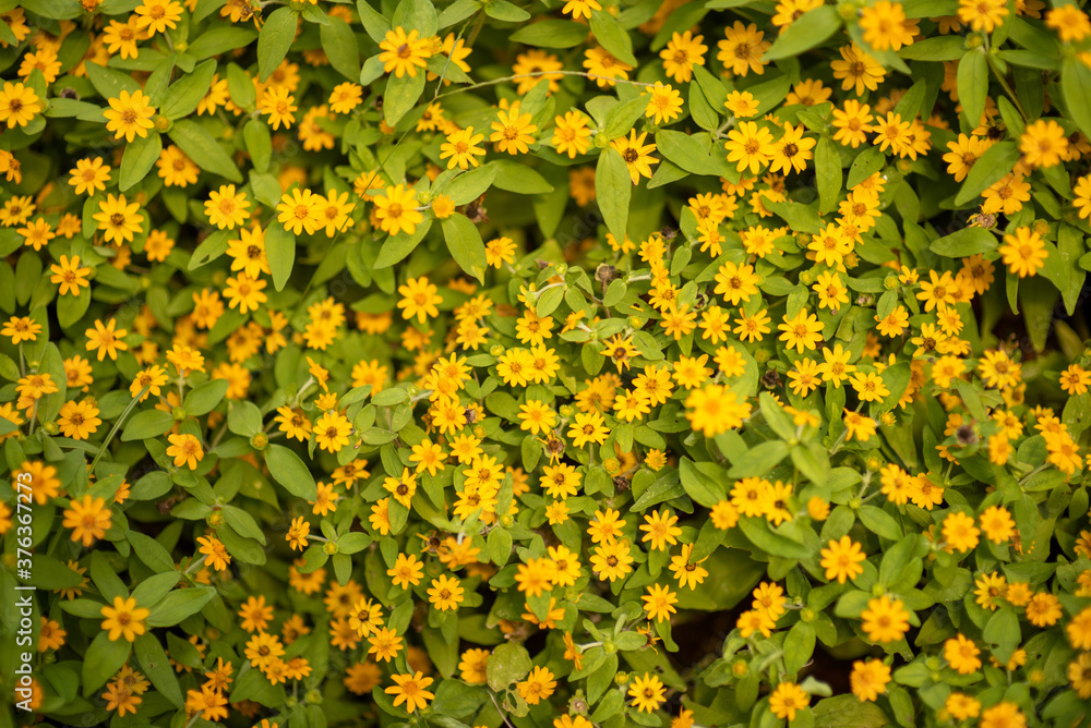 Obraz premium yellow flowers background