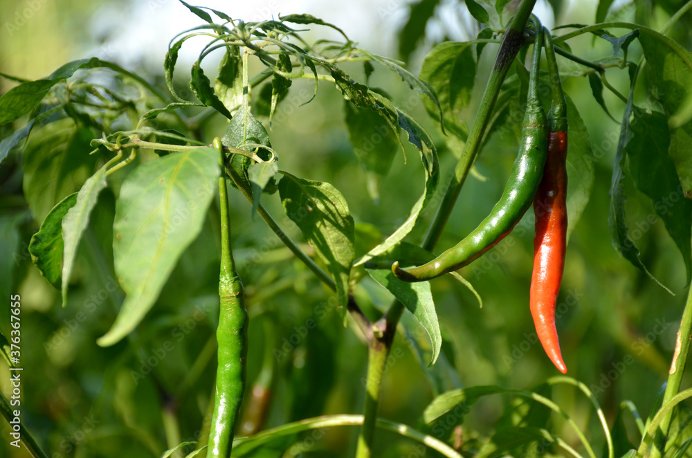 the red ripe chilly with leaves and plant in the garden. the red ripe chilly with leaves and plant in the garden.