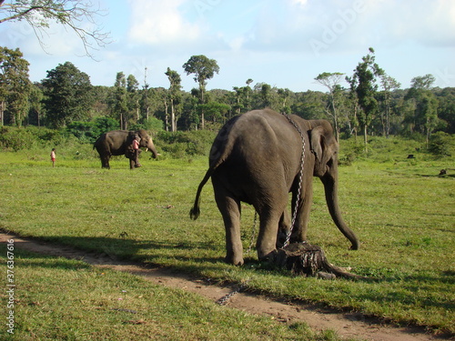 elephants in the park