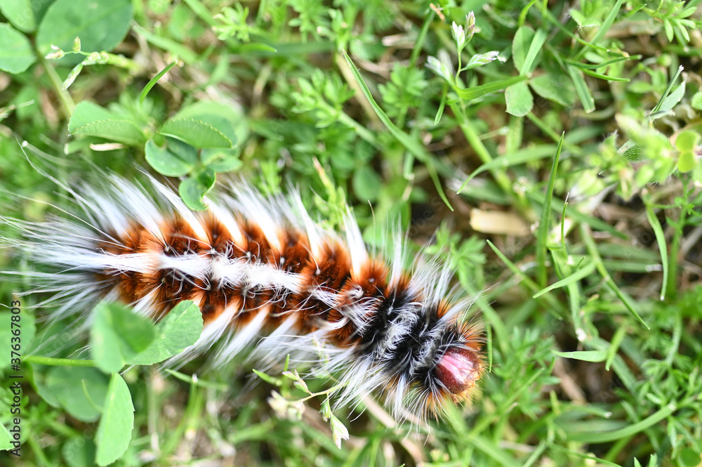 Anthelid acuta moth caterpillar crawling on green garden grass