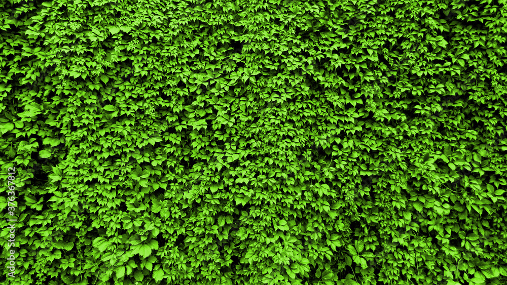 Wall of green leaves. Green leaves texture background. Natural background and wallpaper. green grass background. macro green grass. nature poster. green background. closeup of green grass. Wall of green leaves. Green leaves texture background. Natural background and wallpaper. green grass background. macro green grass. nature poster. green background. closeup of green grass.