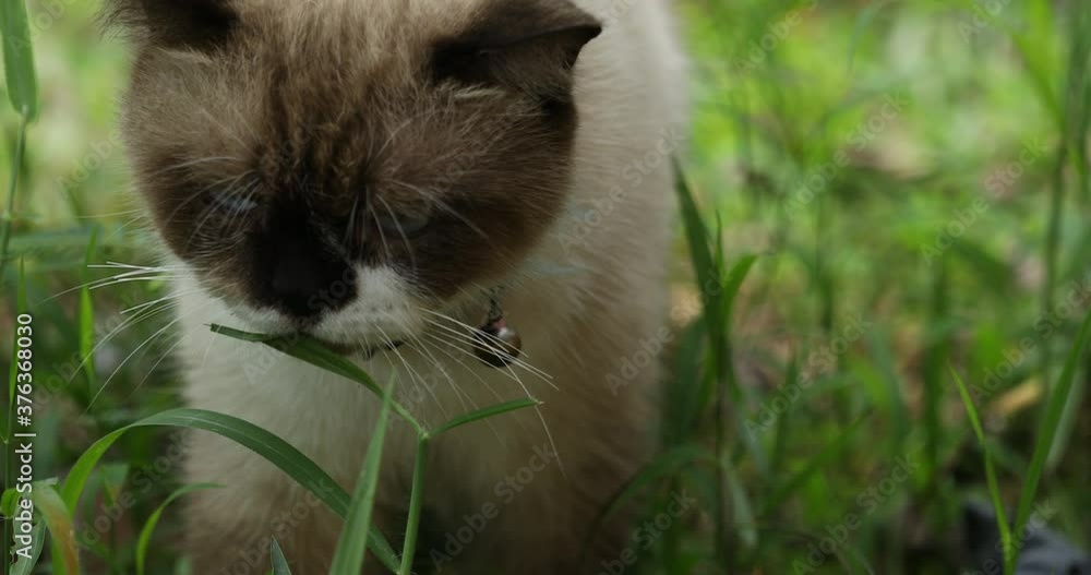 Scottish Fold cat eating vegetables, cats enjoying nature, cat food. Scottish Fold cat eating vegetables, cats enjoying nature, cat food.