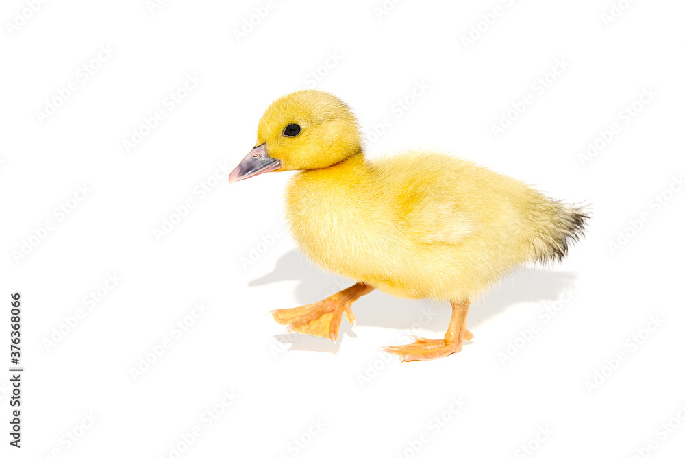 NewBorn little Cute yellow duckling isolated on white.