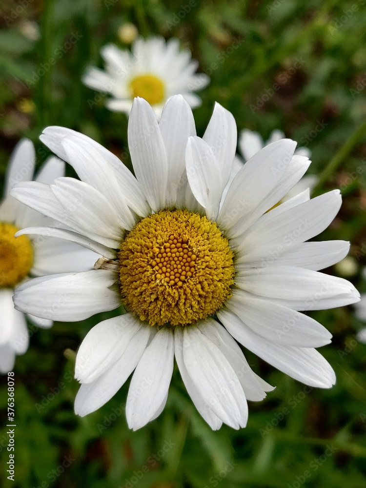 Fototapeta premium white daisy flower
