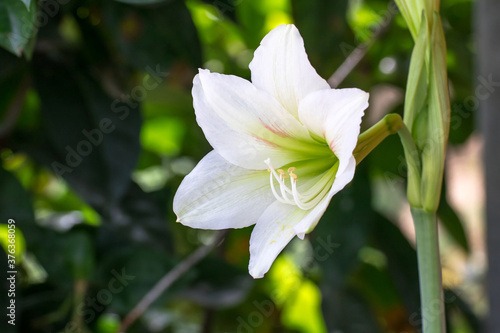 White lilly flower on natural green background,Madonna Lilly flower, Stargazer lilly