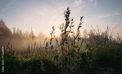 Silhouette grass flower and colorful sky on sinrise fog in the background